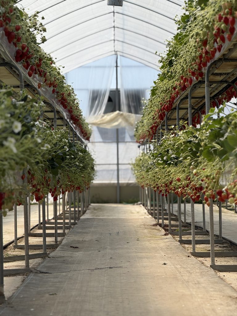 三重県桑名市のいちご狩り農園 多度グリーンファーム