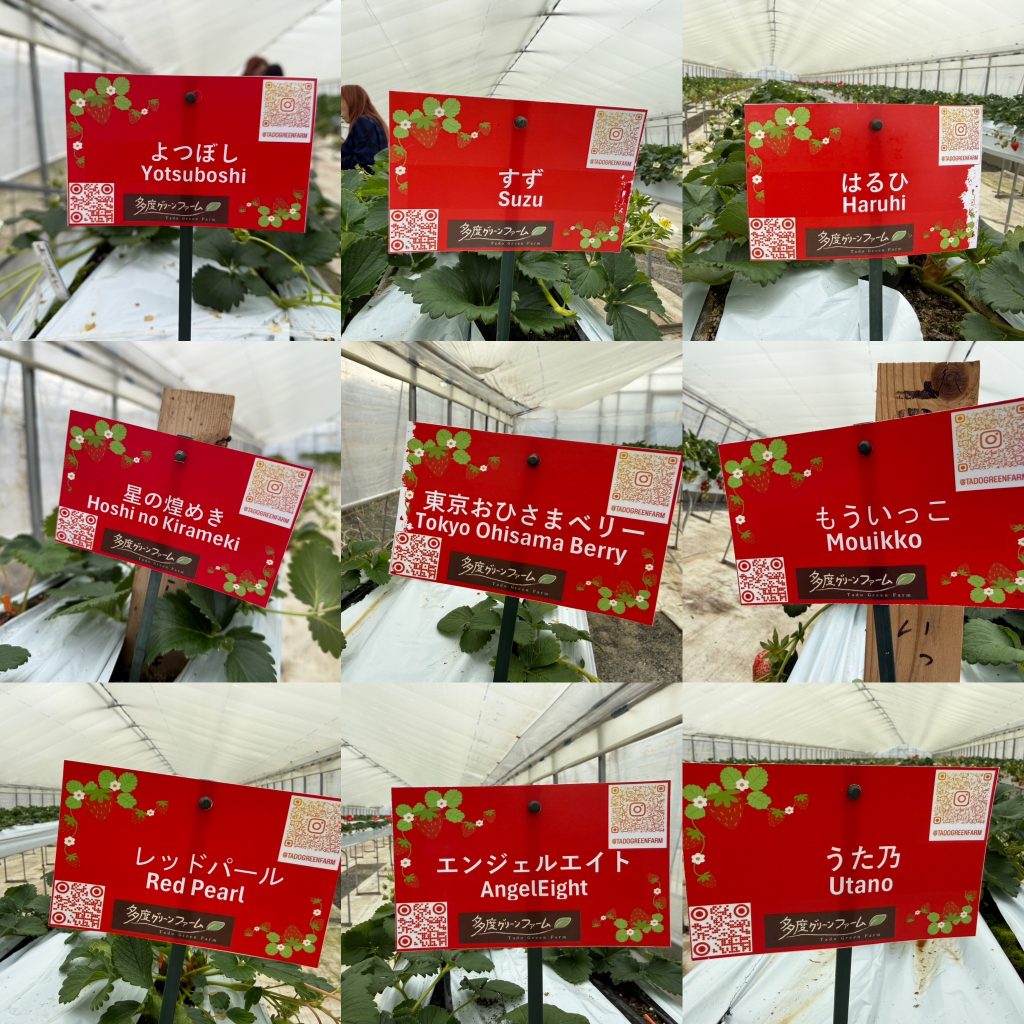 24品種を栽培するいちご農園の食べ比べ体験